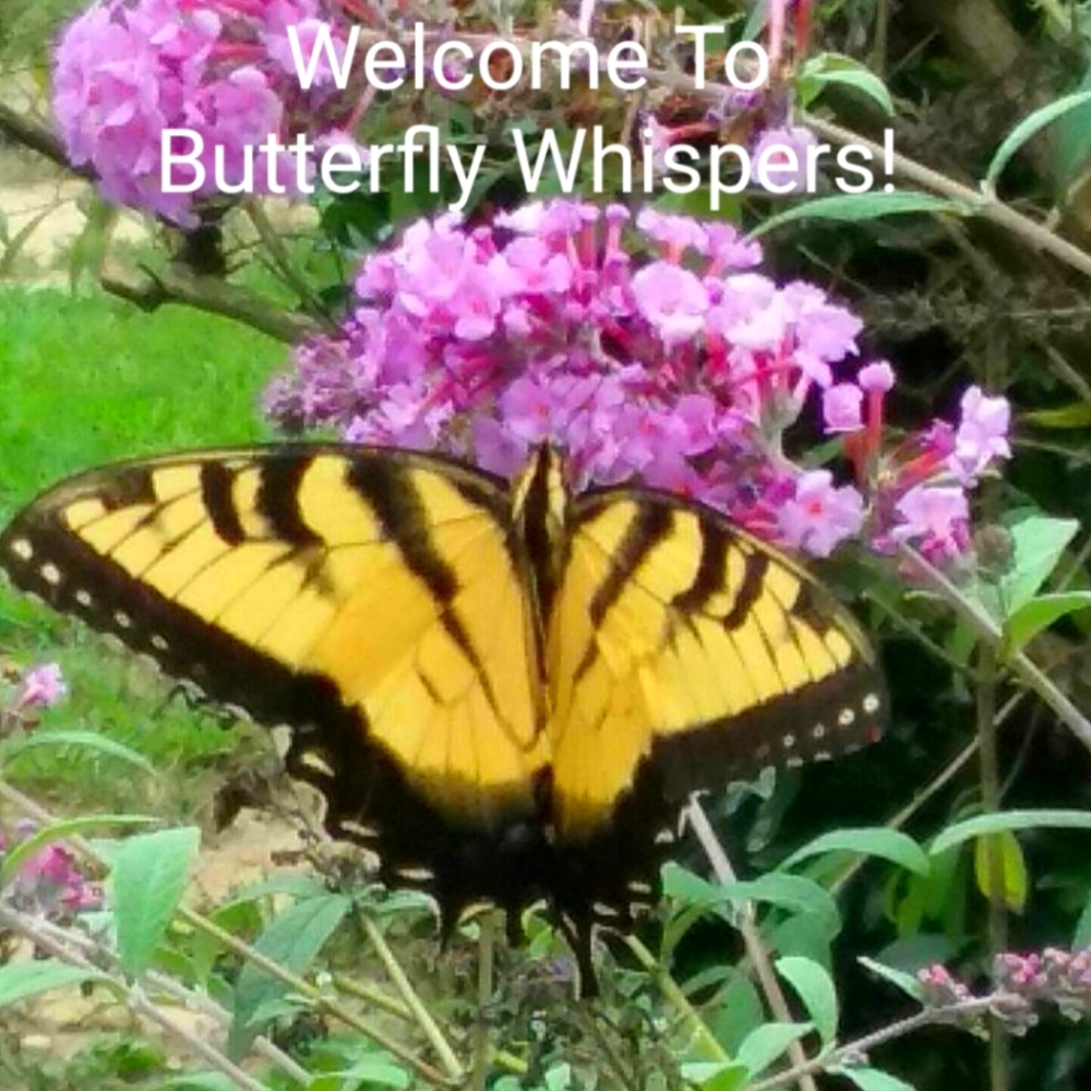 Butterfly Whispers